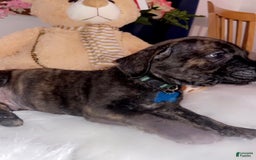 Cane Corso dogs for sale: Bruce - Image 3