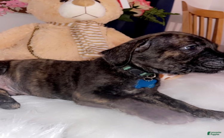 Cane Corso dogs for sale - Ad 1