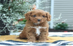 Cockapoo dogs for sale: Kayla - Image 5