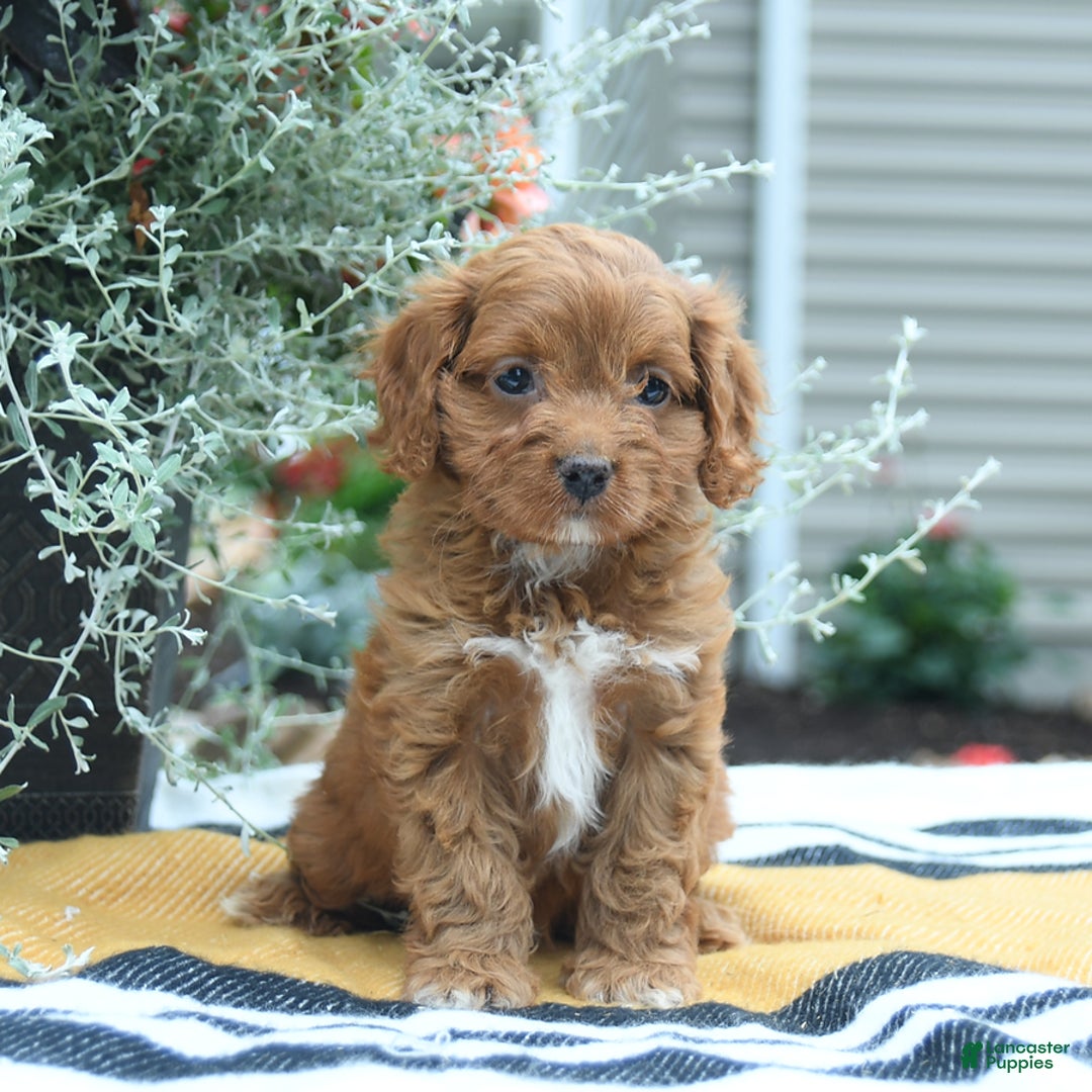 Cockapoo dogs for sale: Kayla - Image 5