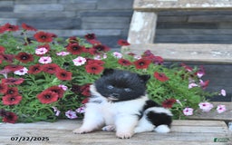 Pomeranian dogs for sale: Chief - Image 3