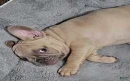 French Bulldog dogs for sale: Silver - Image 10
