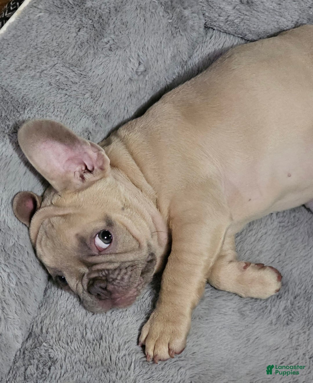 French Bulldog dogs for sale: Silver - Image 10