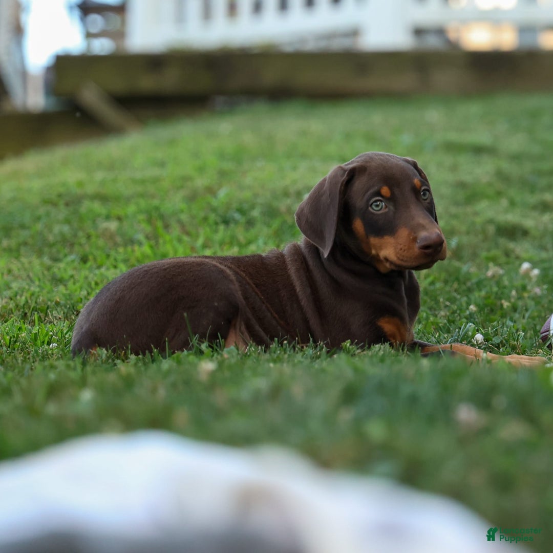 Doberman Pinscher dogs for sale: Dannie - Image 18