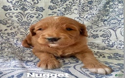 Goldendoodle dogs for sale: Nugget - Image 2