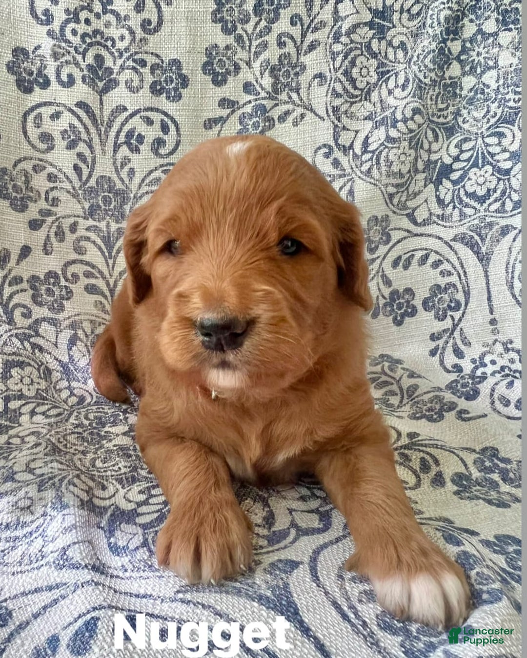 Goldendoodle dogs for sale: Nugget - Image 2