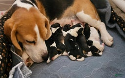 Beagle dogs for sale: Bassetdoodles - Image 27