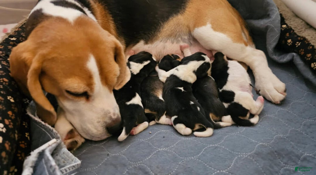Beagle dogs for sale: Bassetdoodles - Image 27