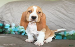 Basset Hound dogs for sale: Sally - Image 2