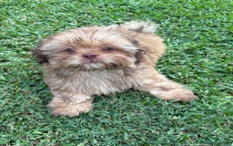 Shih Tzu dogs for sale: Brennan - Image 18