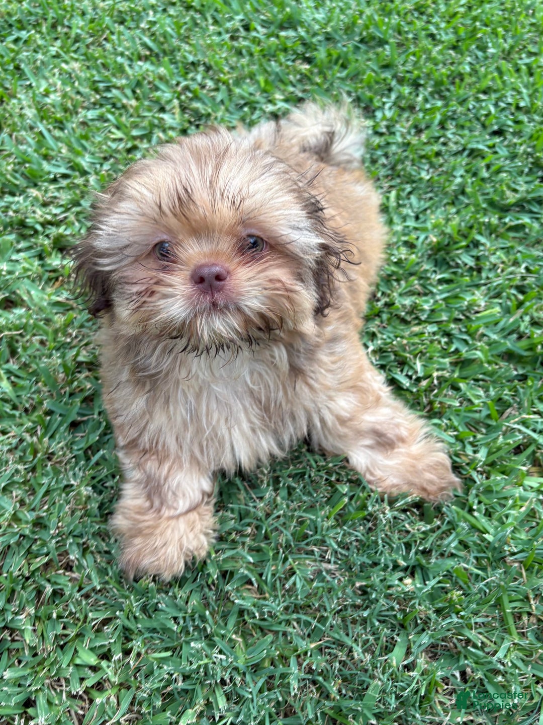 Shih Tzu dogs for sale: Brennan - Image 18