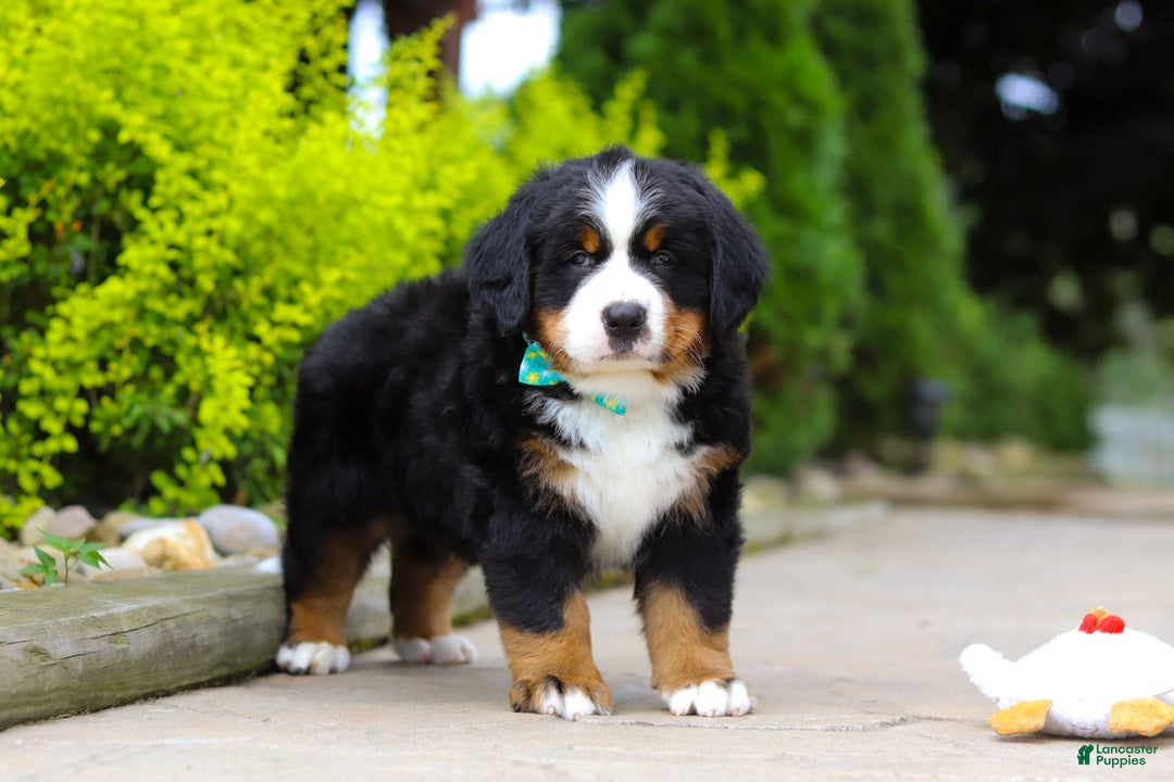 Bernese Mountain Dog dogs for sale: Anson - Image 8