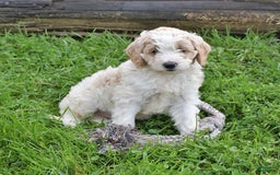 Mini Goldendoodle dogs for sale: Dallas - Image 2
