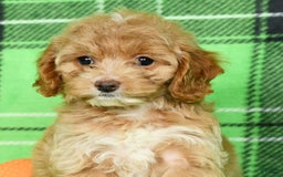 Cockapoo dogs for sale: Violet - Image 3