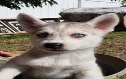 Gerberian Shepsky dogs for sale: Faye - Image 4