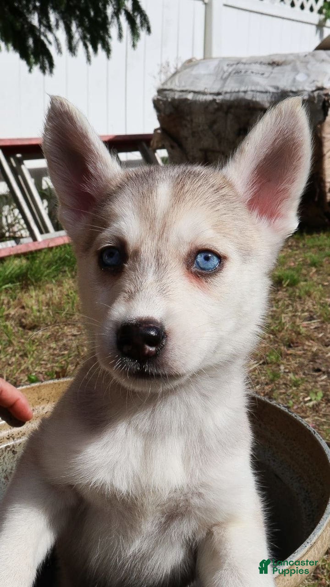 Gerberian Shepsky dogs for sale: Faye - Image 4