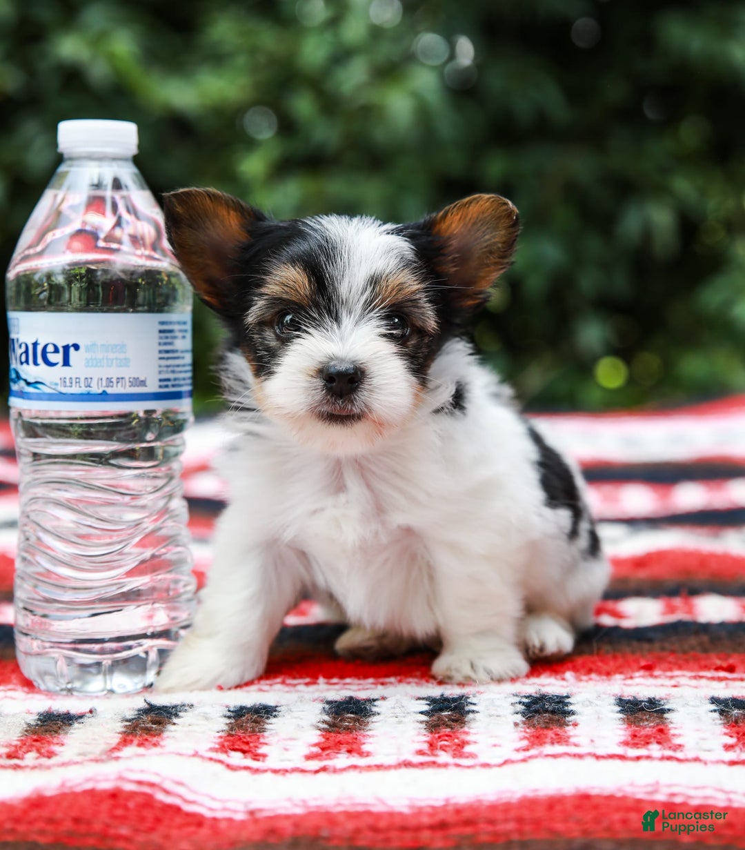 Yorkshire Terrier dogs for sale: Travis Teacup - Image 3