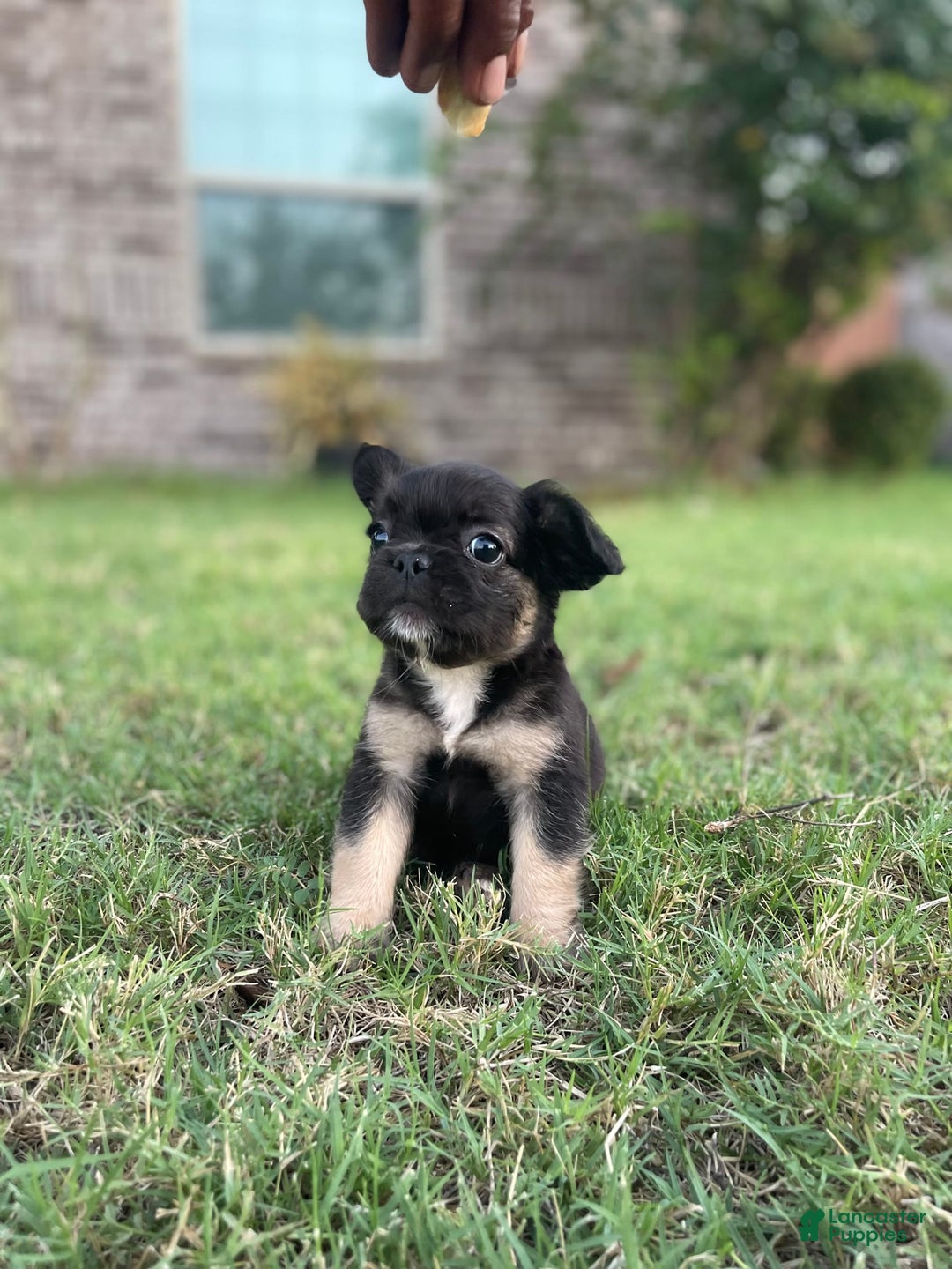 French Bulldog dogs for sale: Melo - Image 2