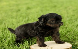 Havapoo dogs for sale: Max - Image 2