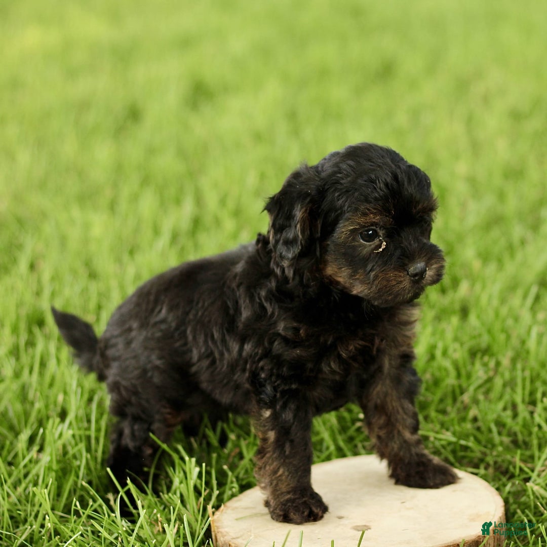 Havapoo dogs for sale: Max - Image 2