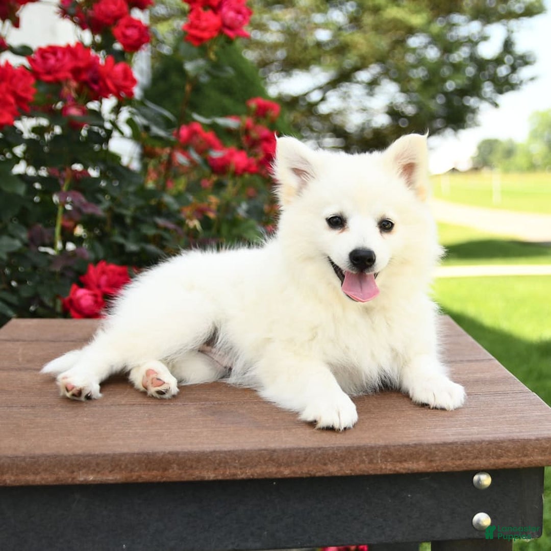 American Eskimo dogs for sale: Mango - Image 5