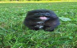 Pomeranian dogs for sale: Leno - Image 4