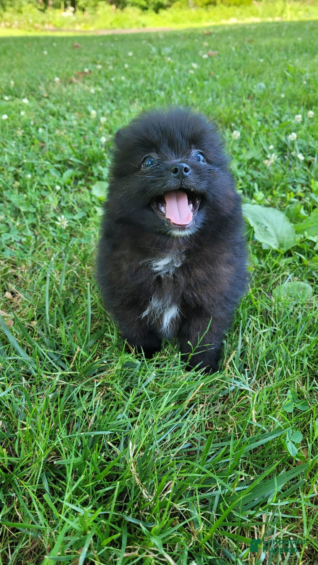 Pomeranian dogs for sale: Leno - Image 4