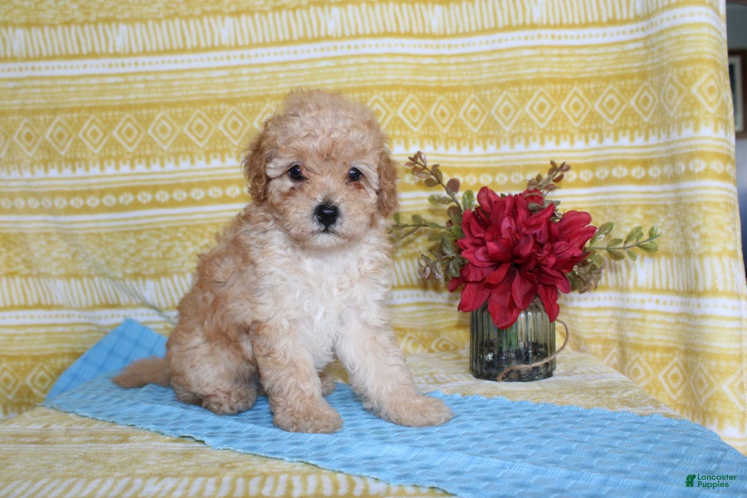 Mini Goldendoodle dogs for sale: Lewis - Image 15