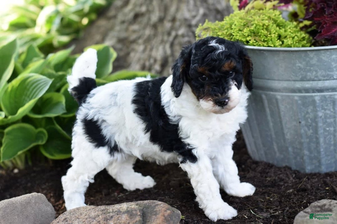 Miniature Poodle dogs for sale: Amos - Image 5