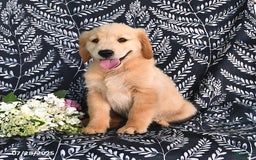 Golden Retriever dogs for sale: Darla - Image 1