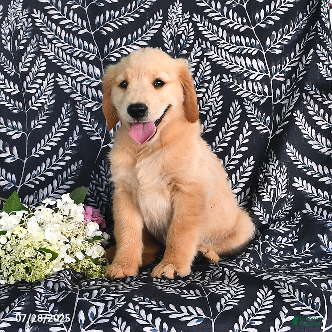 Golden Retriever dogs for sale: Darla - Image 1