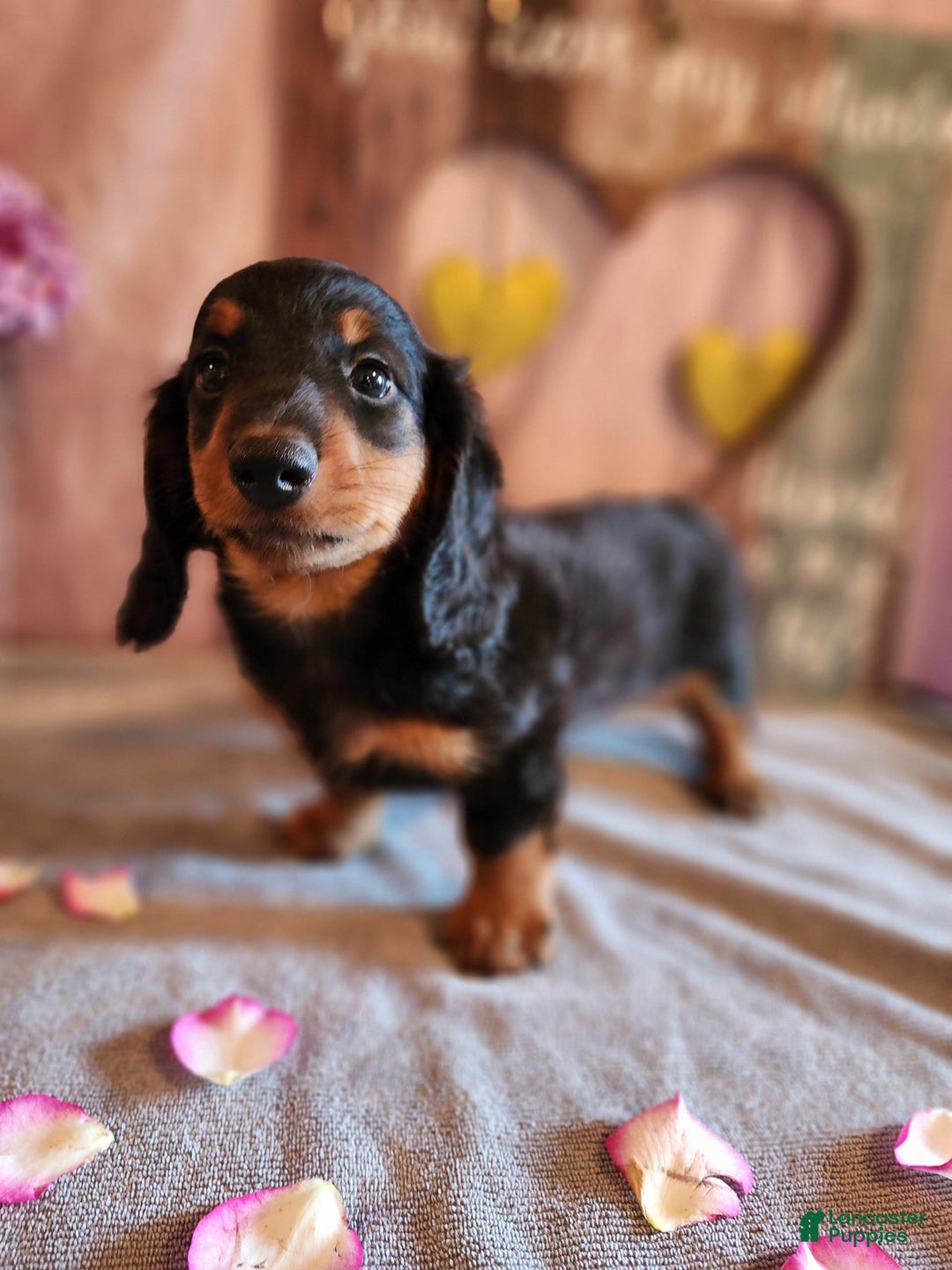 Miniature Dachshund dogs for sale: Ledger - Image 8