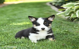 Welsh Corgi Pembroke dogs for sale: Freddie - Image 4