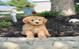 Cavapoo dogs for sale: Harvey - Image 2
