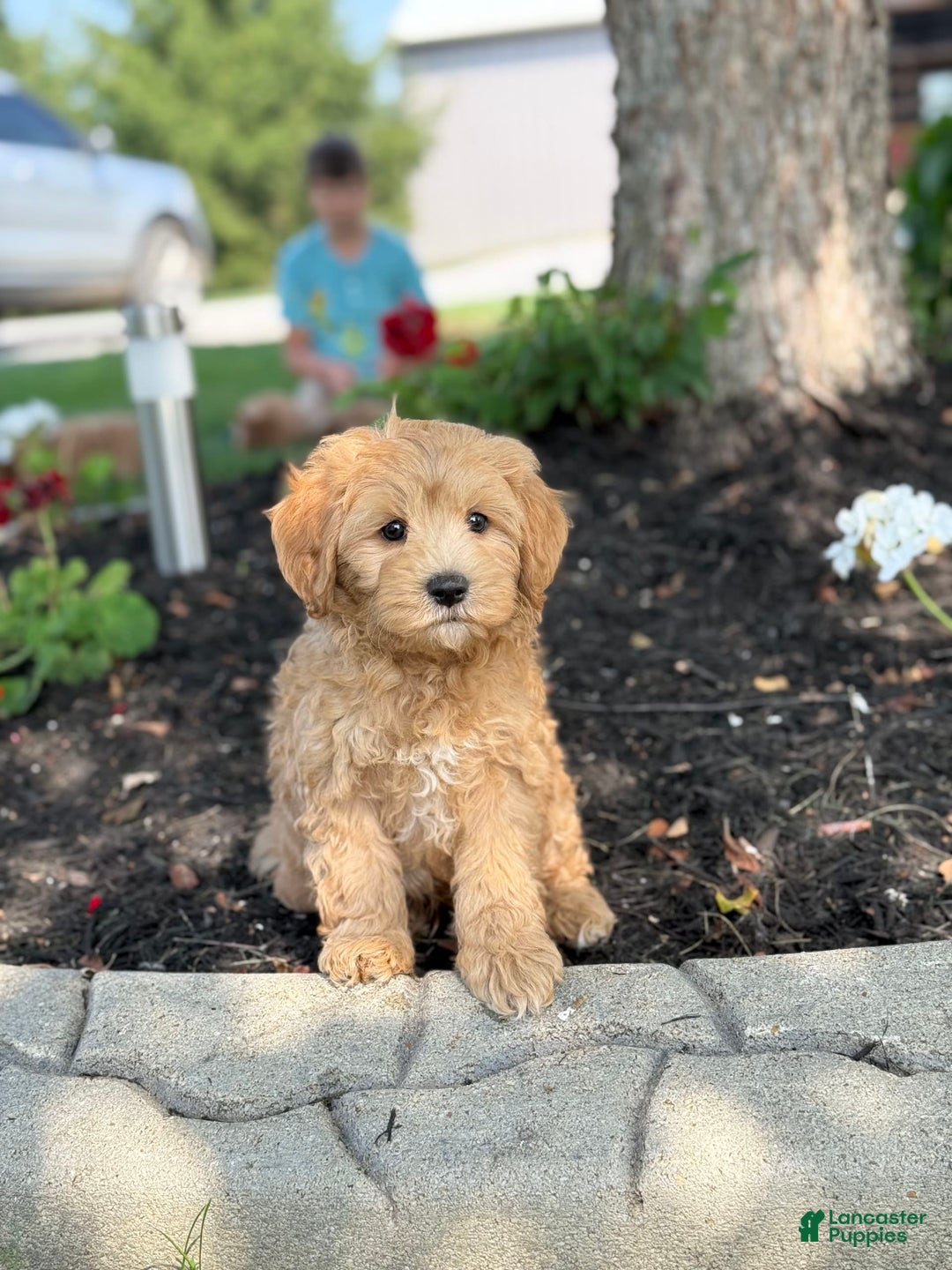 Cavapoo dogs for sale: Harvey - Image 2