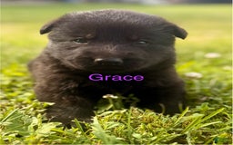 German Shepherd dogs for sale: Grace - Image 1