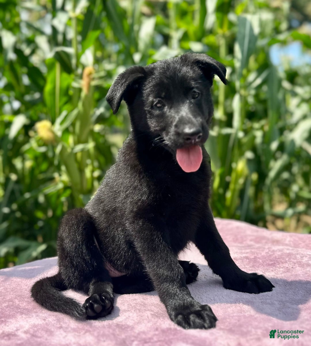 German Shepherd dogs for sale: Shadow - Image 2