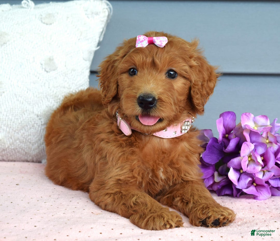 Goldendoodle dogs for sale: Cora - Image 6