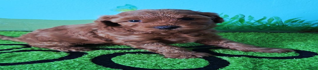 Ginger