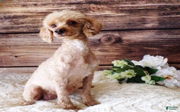 Toy Poodle dogs for sale: Sunshine - Image 8
