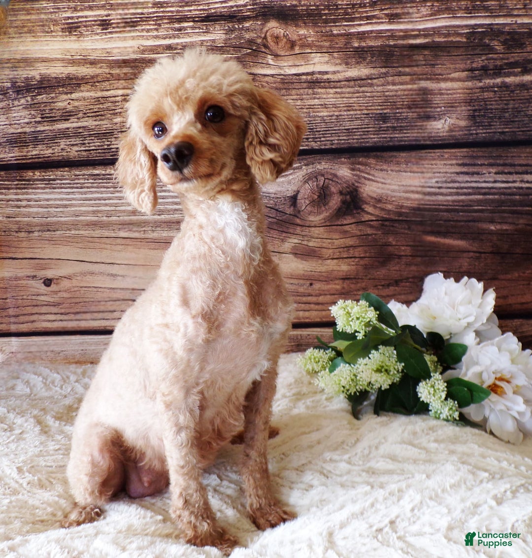 Toy Poodle dogs for sale: Sunshine - Image 8