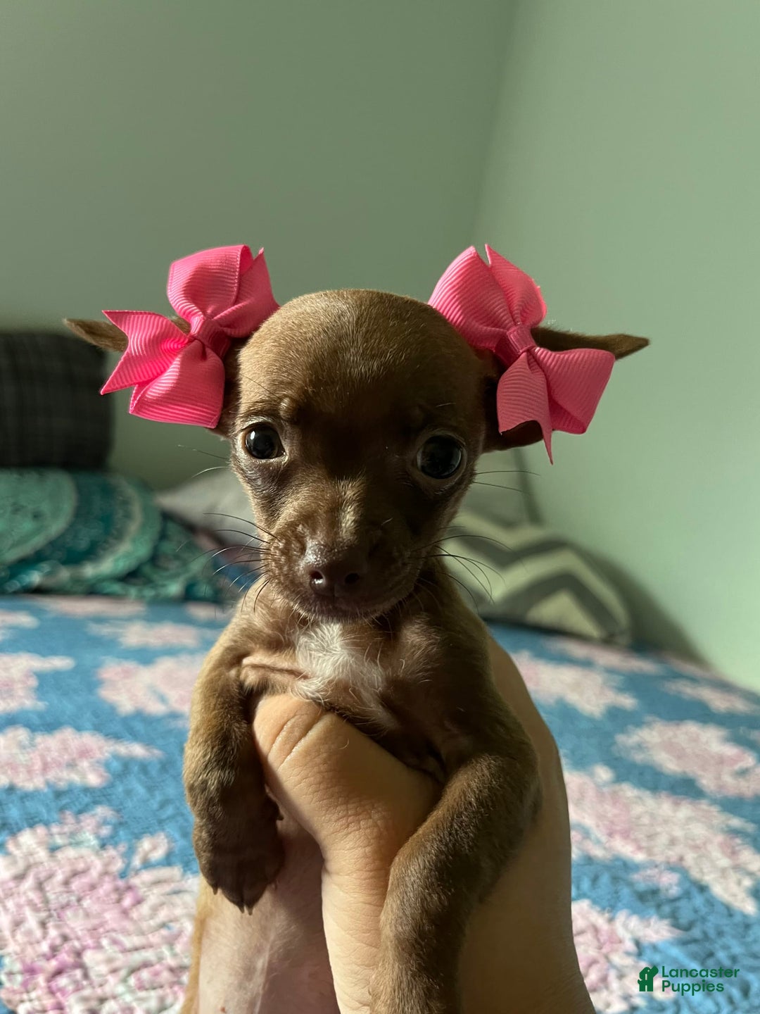 Chihuahua dogs for sale: Canela - Image 1
