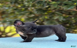 French Bulldog dogs for sale: Nova - Image 3