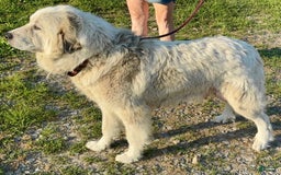 Great Pyrenees dogs for sale: Red - Image 15