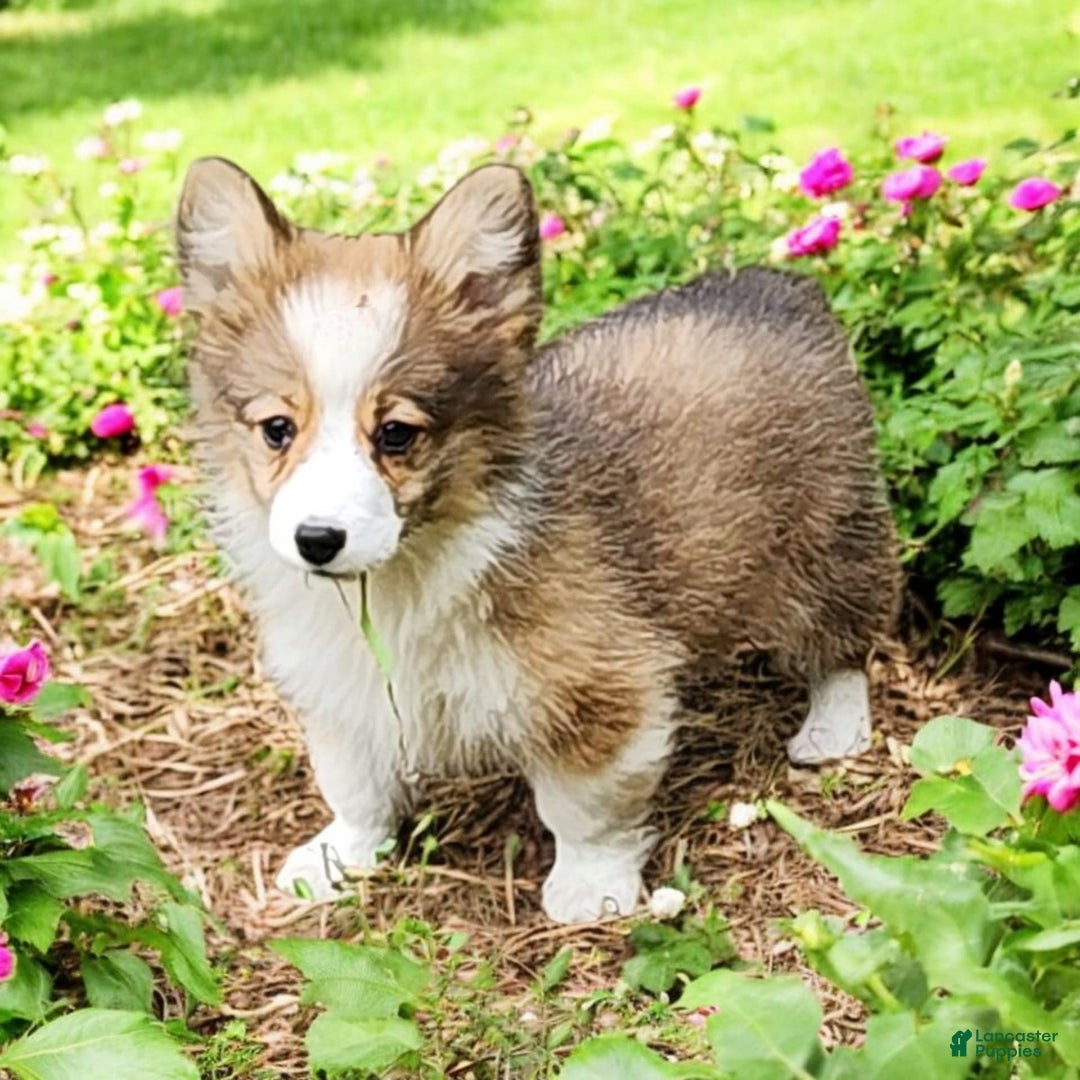 Welsh Corgi Pembroke dogs for sale: Tink Fluffy - Image 2