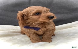 Cockapoo dogs for sale: Finn - Image 12