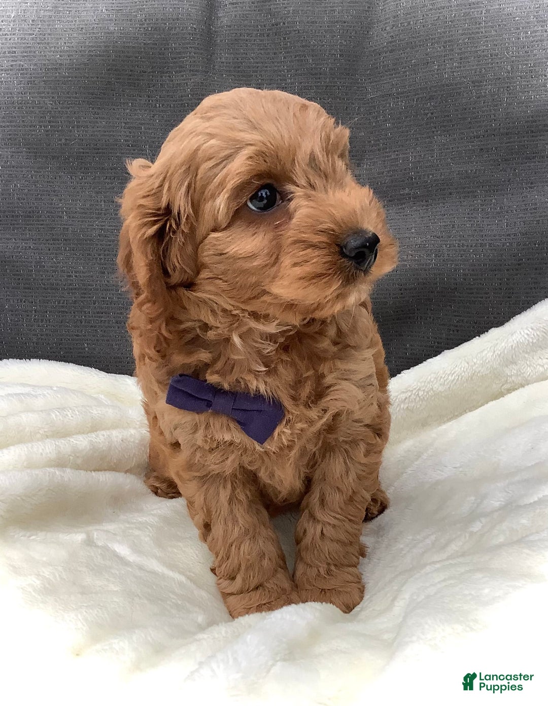 Cockapoo dogs for sale: Finn - Image 12