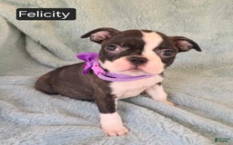 Boston Terrier dogs for sale: Felicity - Image 4