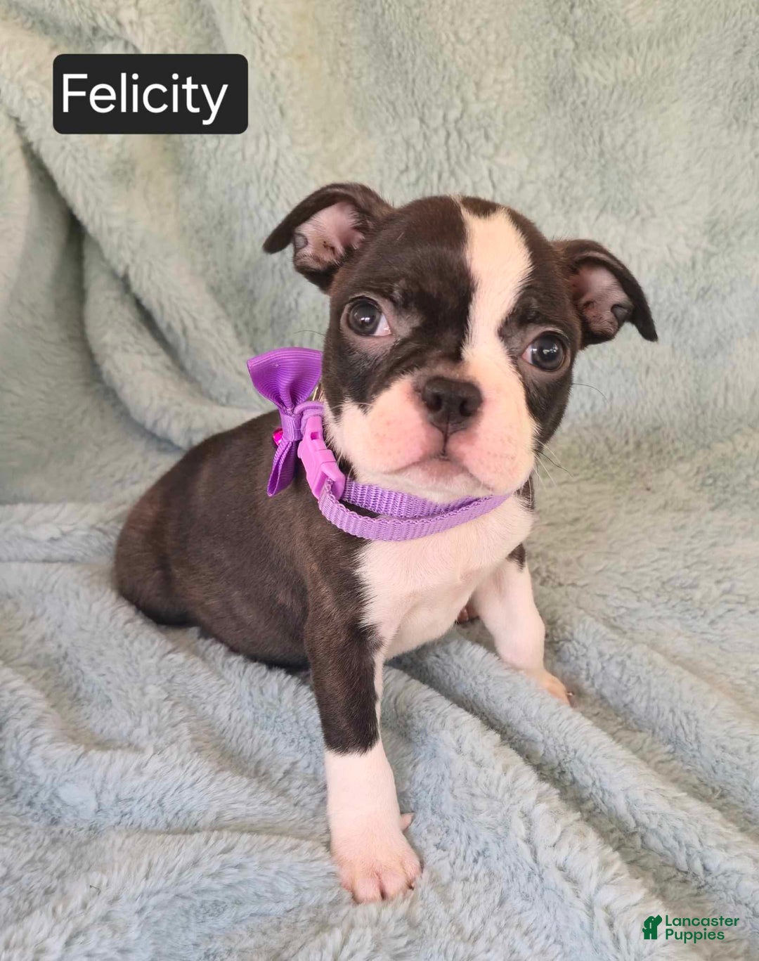 Boston Terrier dogs for sale: Felicity - Image 4