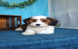 Havanese dogs for sale: Dusty - Image 3